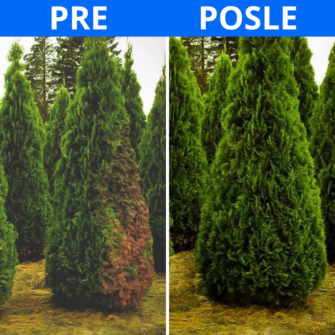 Evergreen Plus - Tablete za Prihranu Četinara 250gr